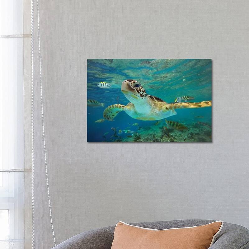 iCanvas "Green Sea Turtle, Balicasag Island, Philippines II" by Tim